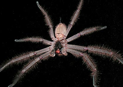 Huntsman spider