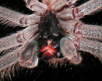 Huntsman spider close-up